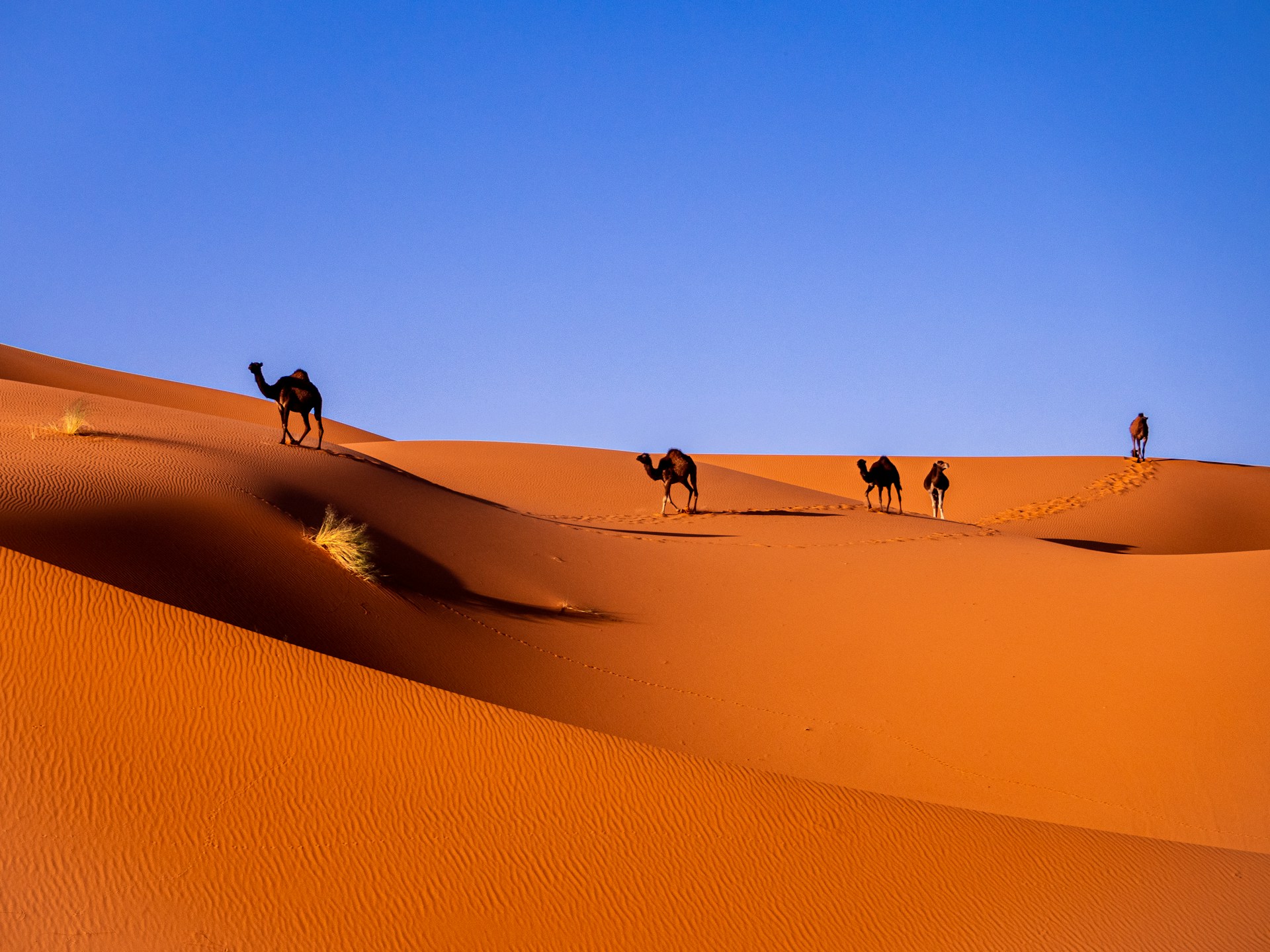 Merzouga